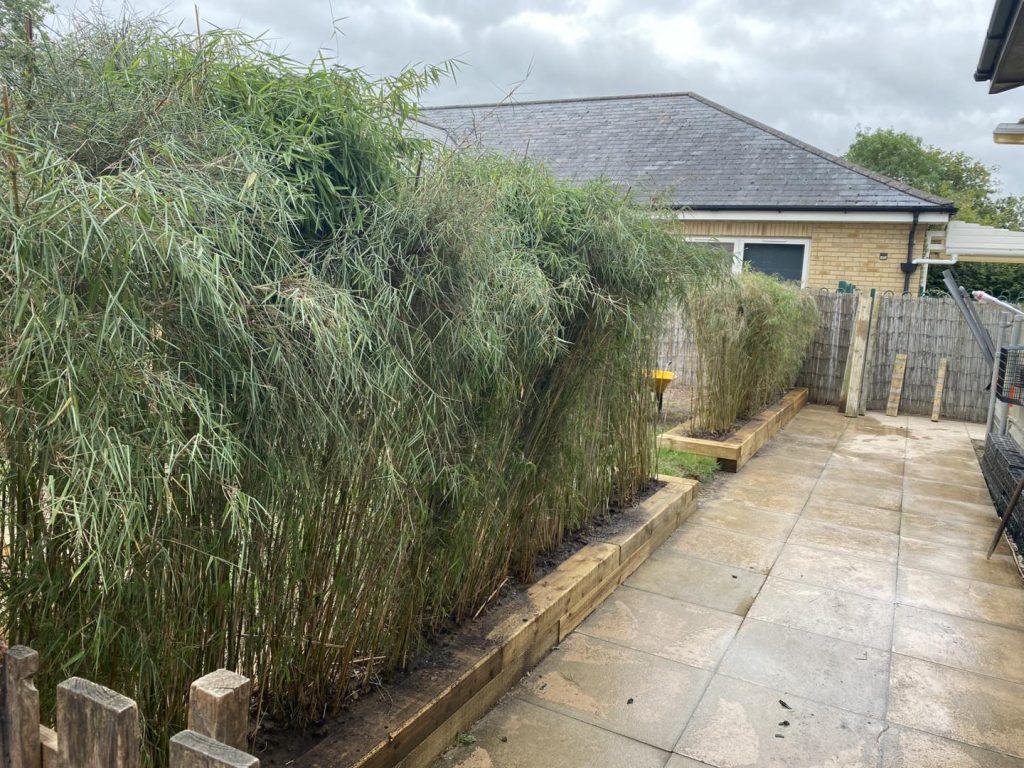 natural garden bamboo